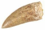 Serrated, Carcharodontosaurus Tooth - Huge Tooth! #206299-1